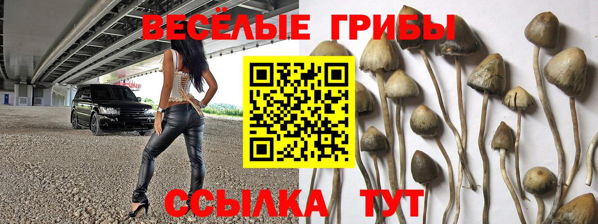 где найти наркотики  Вход с VPN  Тавда  Галлюциногенные грибы Psilocybine cubensis 